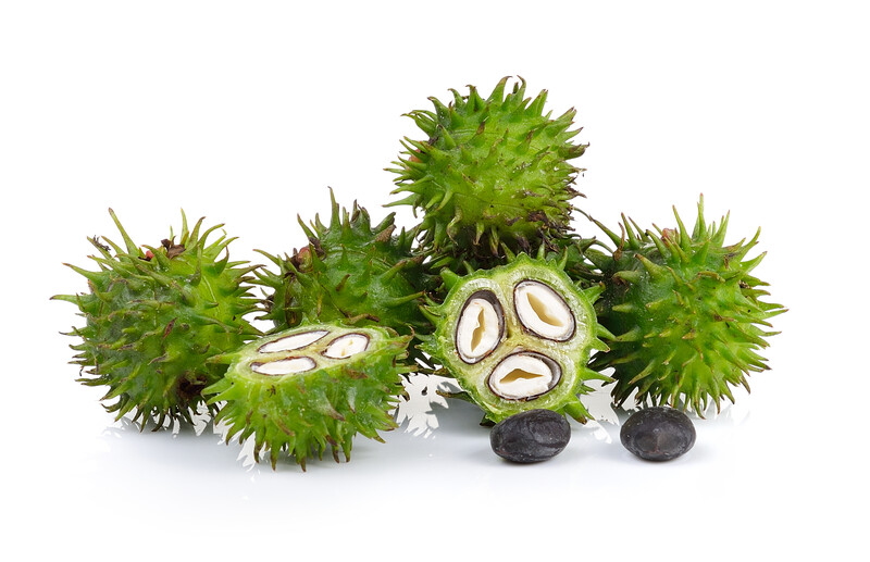 Lavender Infused Shea Butter Private Label, Contract Manufacturing Lavender Infused Shea Butter, Contract Manufacturer Lavender Infused Shea Butter, Lavender Infused Shea Butter OEM, Custom Lavender Infused Shea Butter